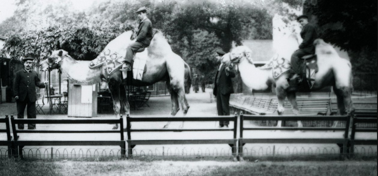 Riding Camels Bedecked for the Peace Day Celebrations by Frederick William Bond