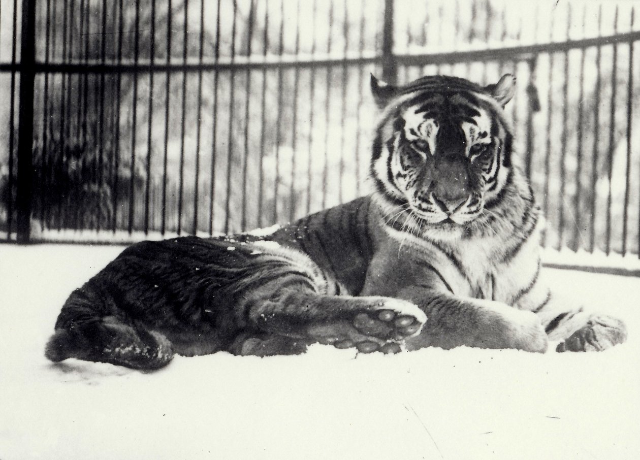 Photo inspiration: Visual Reference: Siberian Or Amur Tiger Moloch On Snow At London Zoo