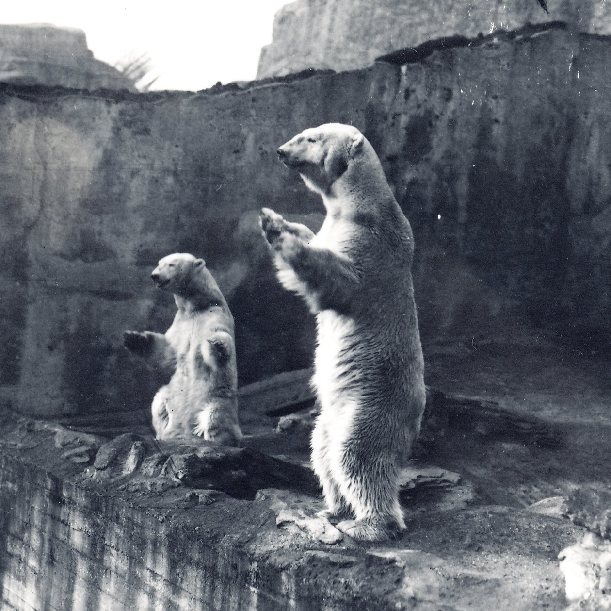 Two Polar Bears Standing Up by Frederick William Bond