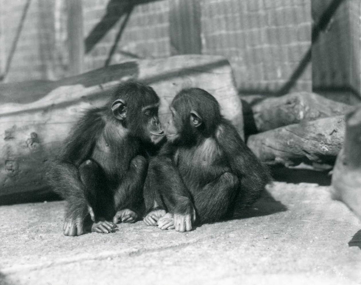 Two young chimpanzees, Boo boo and Bibi, Kiss. London Zoo, September 1927 by Frederick William Bond