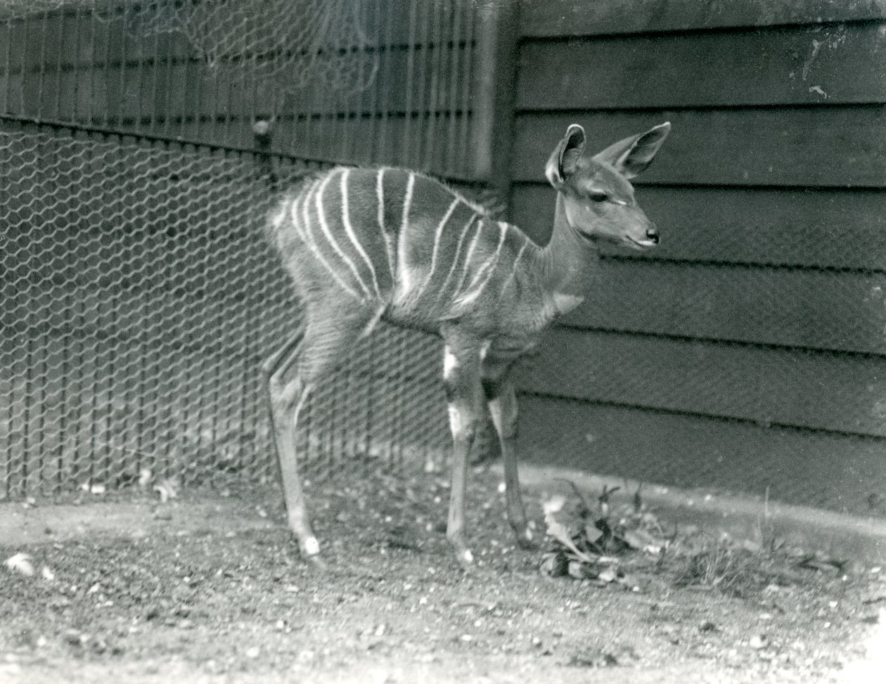 Young Lesser Kudu at London Zoo, 1914 by Frederick William Bond