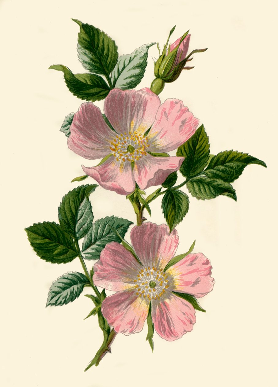 Dog-Rose by Frederick Edward Hulme