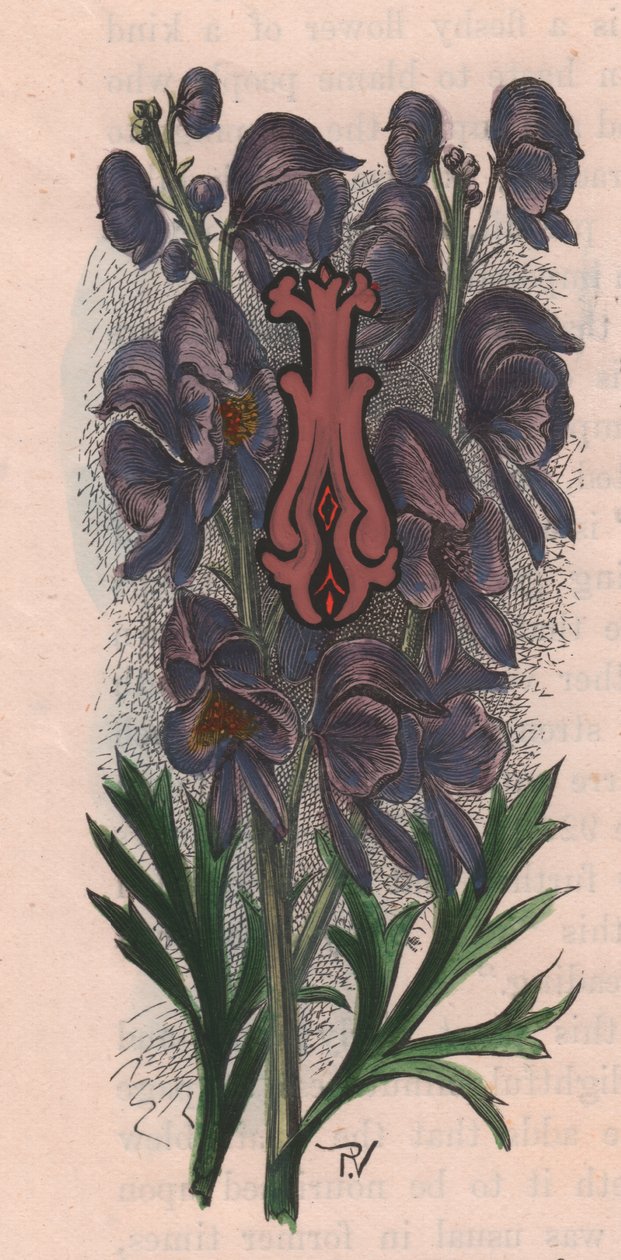 Letter I, Drop Cap Letter, from The Familiar Garden Flower by Frederick Edward Hulme