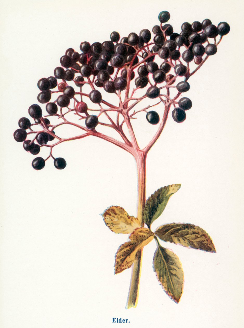 Wild Fruits of the Country-side: Elder by Frederick Edward Hulme