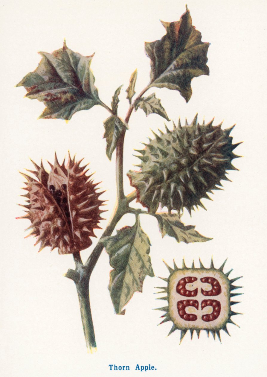 Wild Fruits of the Country-side: Thorn Apple by Frederick Edward Hulme