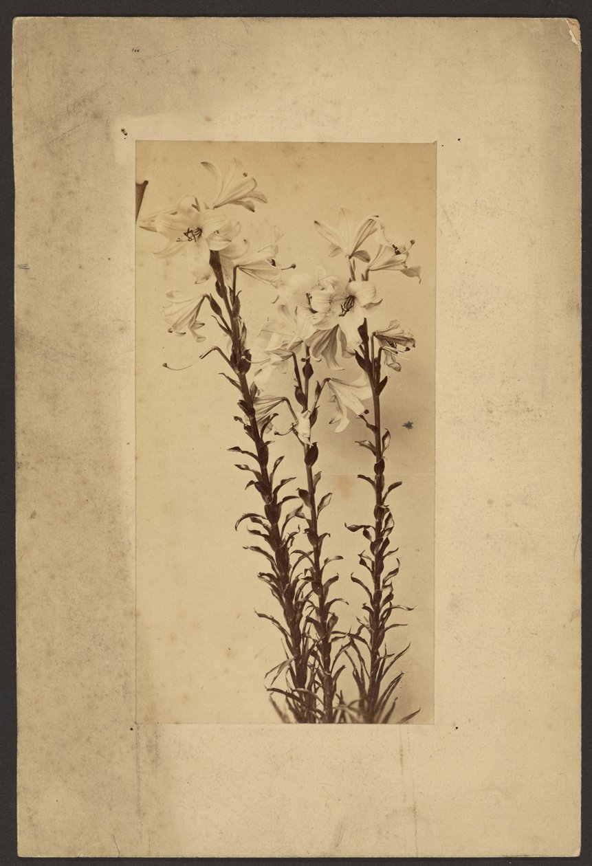 Day Lily by Frederick H. Hollyer