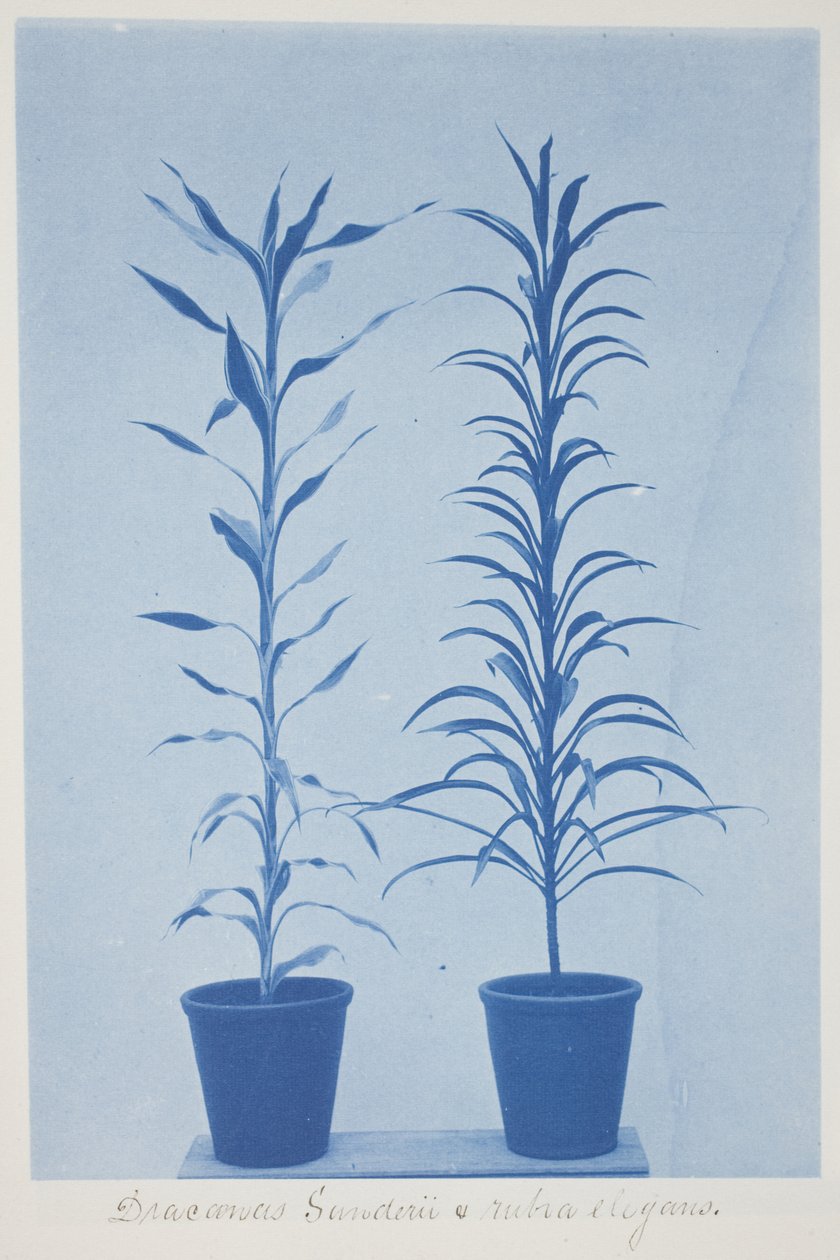 Draconas Sunderii et Rubia Elogans, Late 19th–Early 20th Century by Frederick K. Coulson
