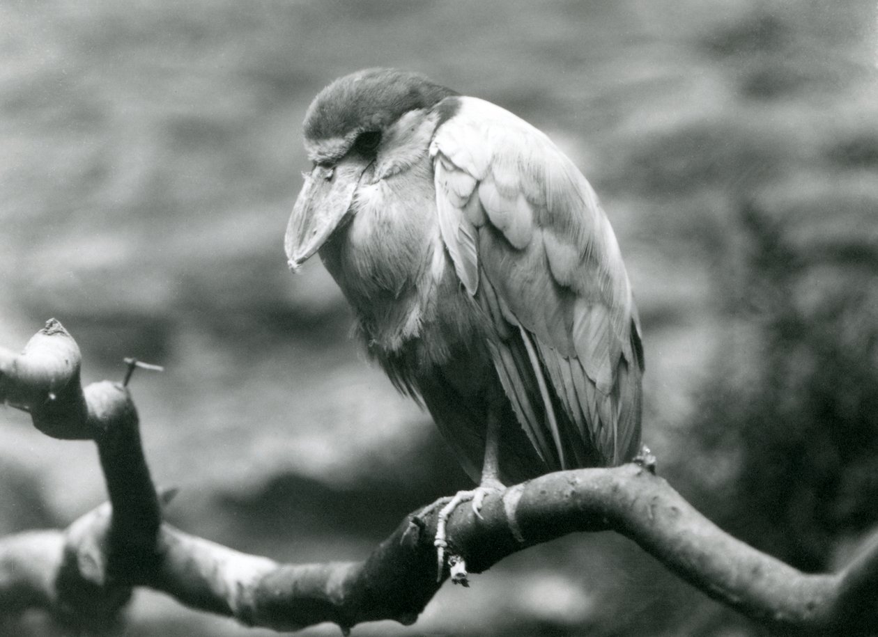 A Boat-billed Heron sitting on a branch at London Zoo, June 1924 by Frederick William Bond