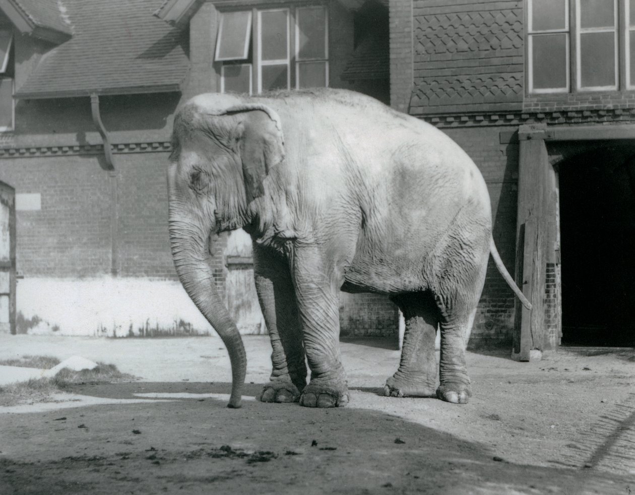 A Burmese Elephant standing outside the Elephant House at London Zoo in 1929 by Frederick William Bond