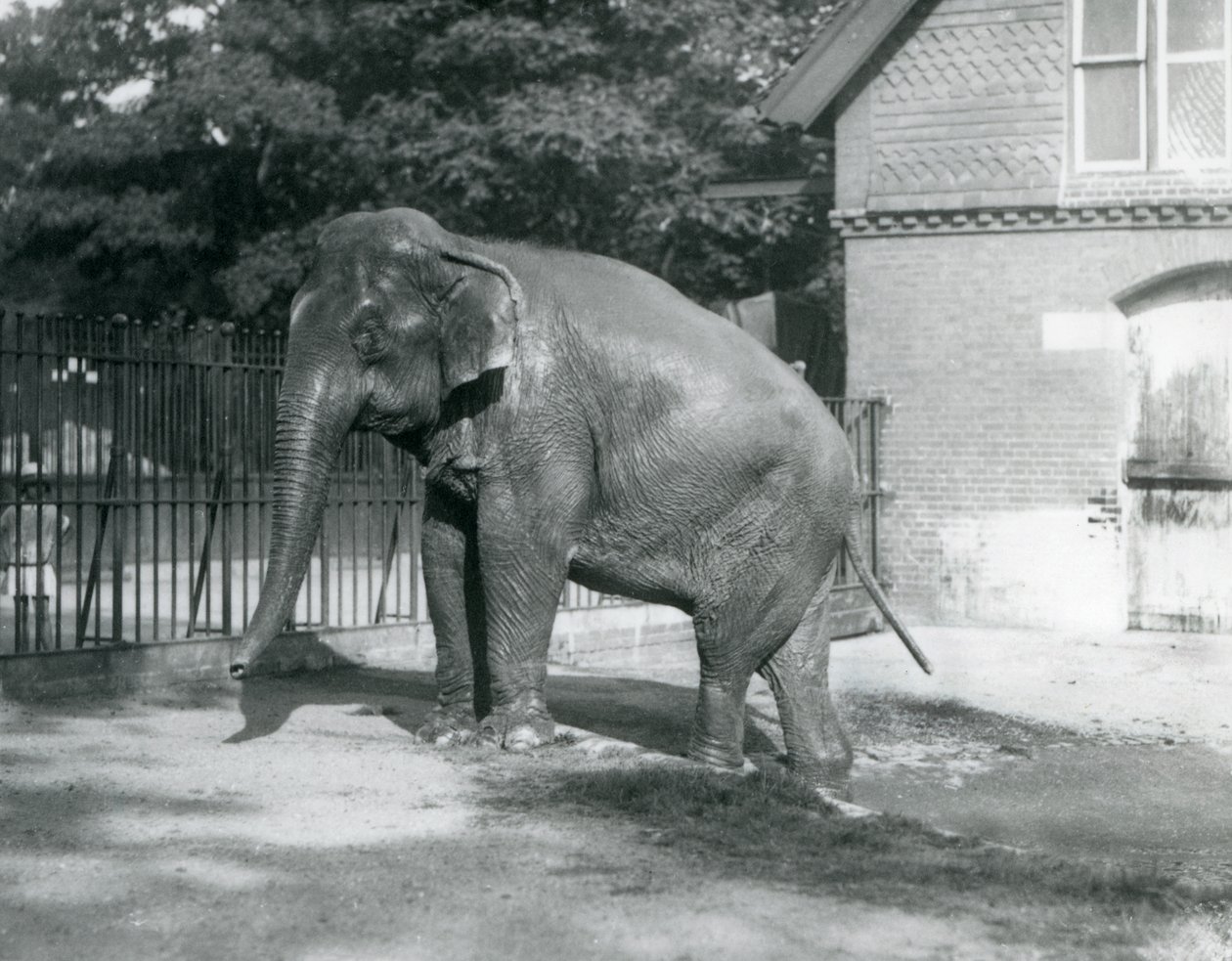 A Burmese Elephant Stepping Out of a Pool in Its Enclosure, London Zoo by Frederick William Bond