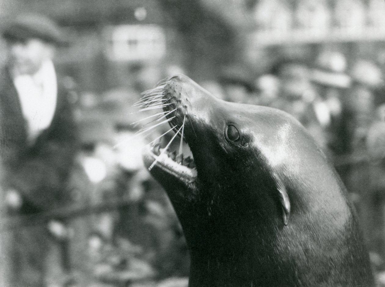 A California Sea Lion at London Zoo, October 1924 by Frederick William Bond