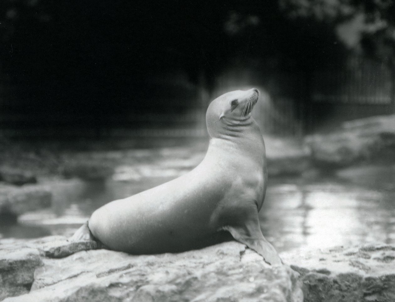 California Sea Lion at London Zoo, September 1925 by Frederick William Bond