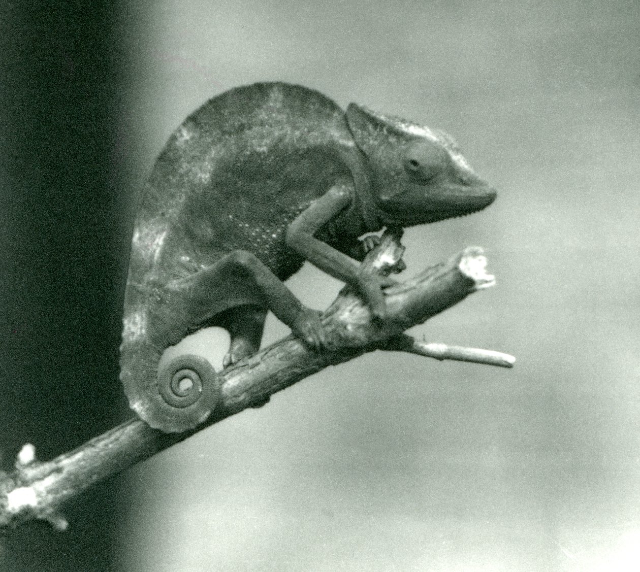 A Chameleon Holding on to the End of a Branch, London Zoo (1927) by Frederick William Bond