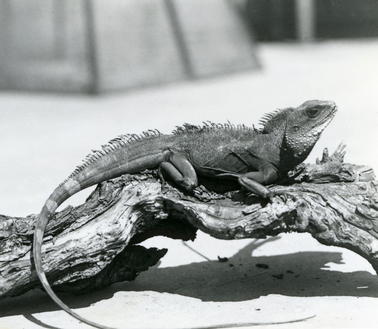 A Chinese/Asian/Thai/Green Water Dragon Resting on a Log at London Zoo in 1928 by Frederick William Bond