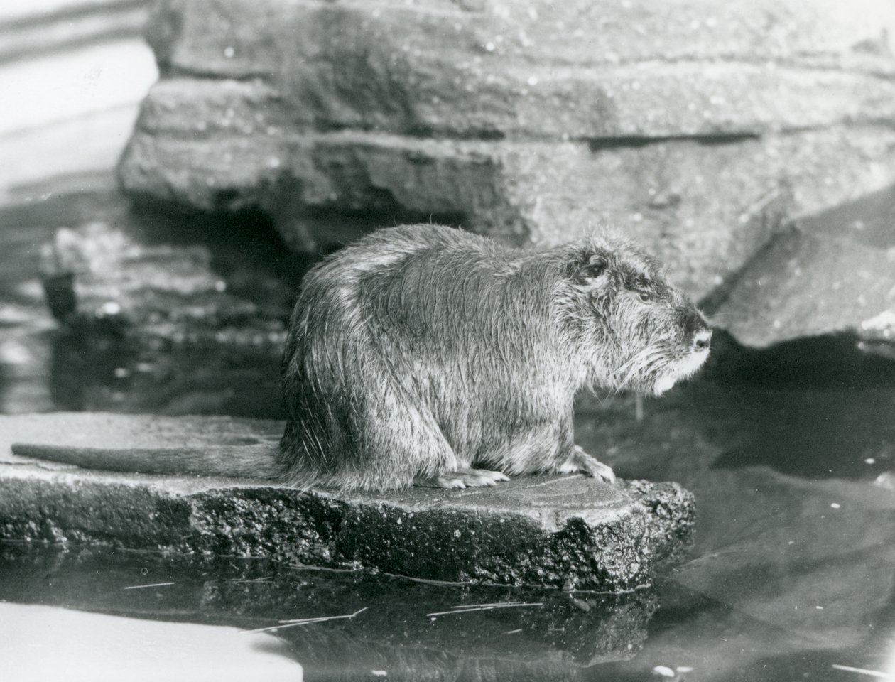 A Coypu Sitting on a Rocky Ledge in a Pool in Its Enclosure at London Zoo, February 1928 by Frederick William Bond