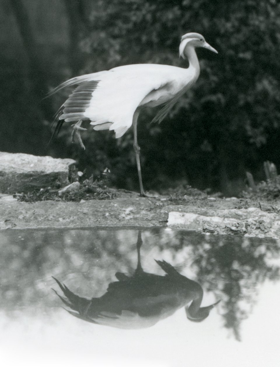 A Demoiselle Crane standing, on one leg, with its mirror-like reflection in the pool below, London Zoo by Frederick William Bond