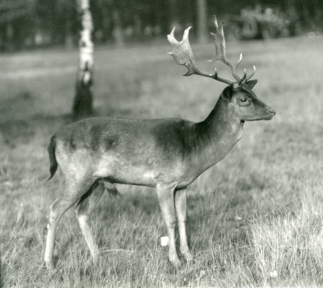 A Fallow Deer Buck at London Zoo in October 1924 by Frederick William Bond