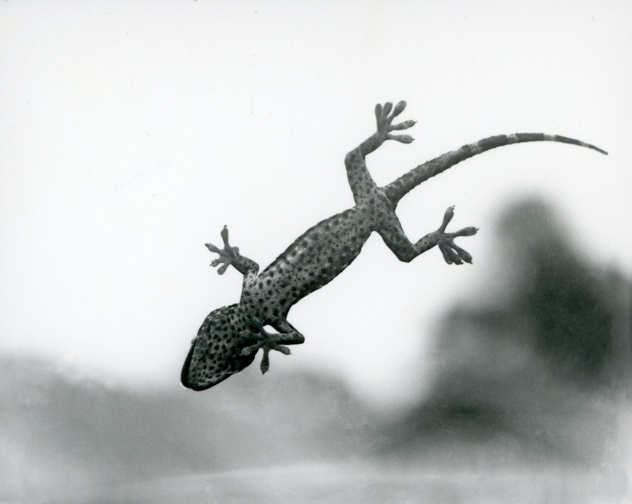 A Gecko seen from below as it climbs on glass, showing its specialized foot pads, London Zoo, August 1928 by Frederick William Bond