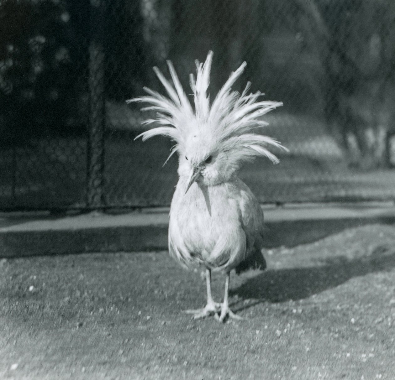 A Kagu or Cagu displaying its crest feathers at London Zoo, June 1921 by Frederick William Bond