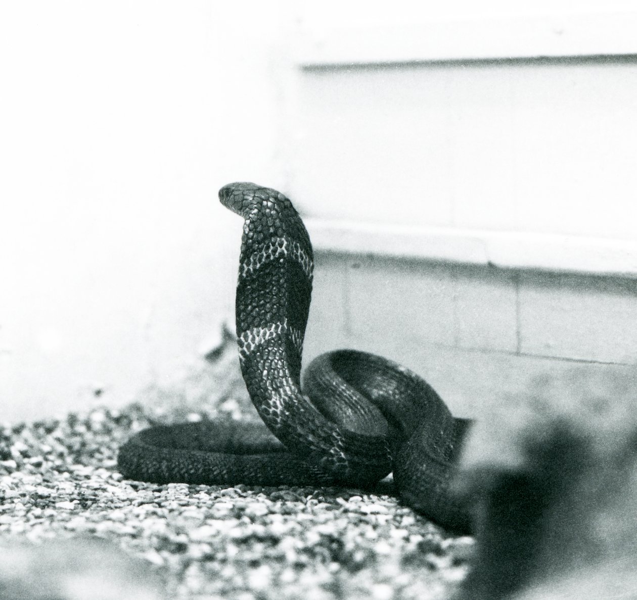 A King Cobra Hamadryad at London Zoo, October 1925 by Frederick William Bond