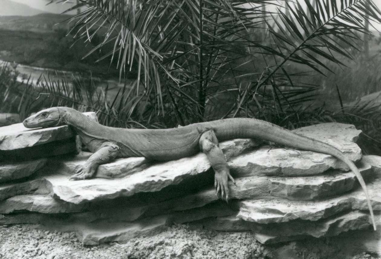 A Komodo Dragon resting on a rocky wall at London Zoo in 1927 by Frederick William Bond