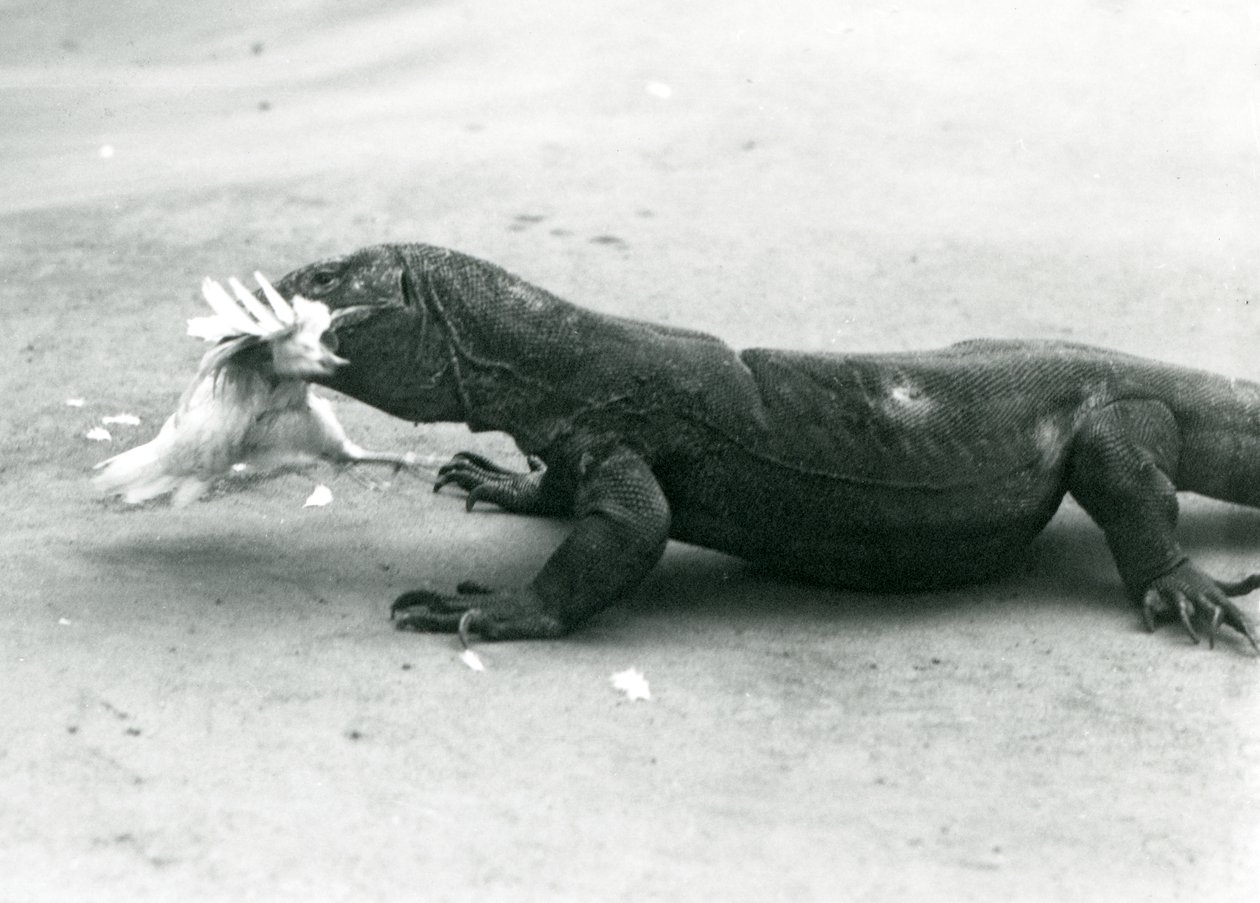 A Komodo Dragon Eating a Chicken, London Zoo