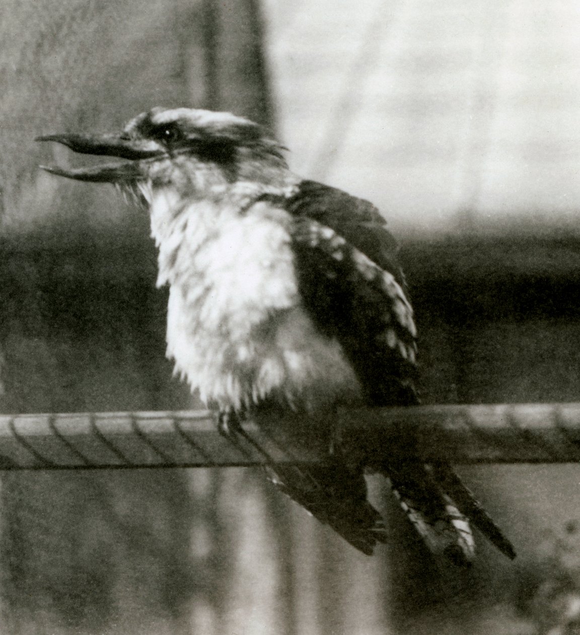 A Laughing Kookaburra at London Zoo in October 1924 by Frederick William Bond