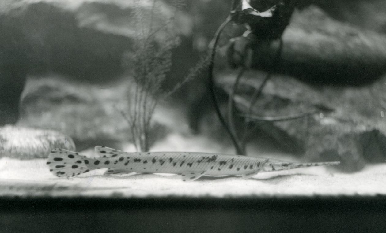 A Longnose gar, or Needlenose gar, London Zoo by Frederick William Bond