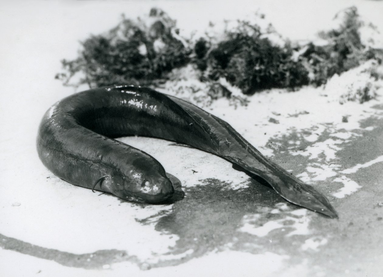 A Lungfish resting out of water at London Zoo in September 1928 by Frederick William Bond