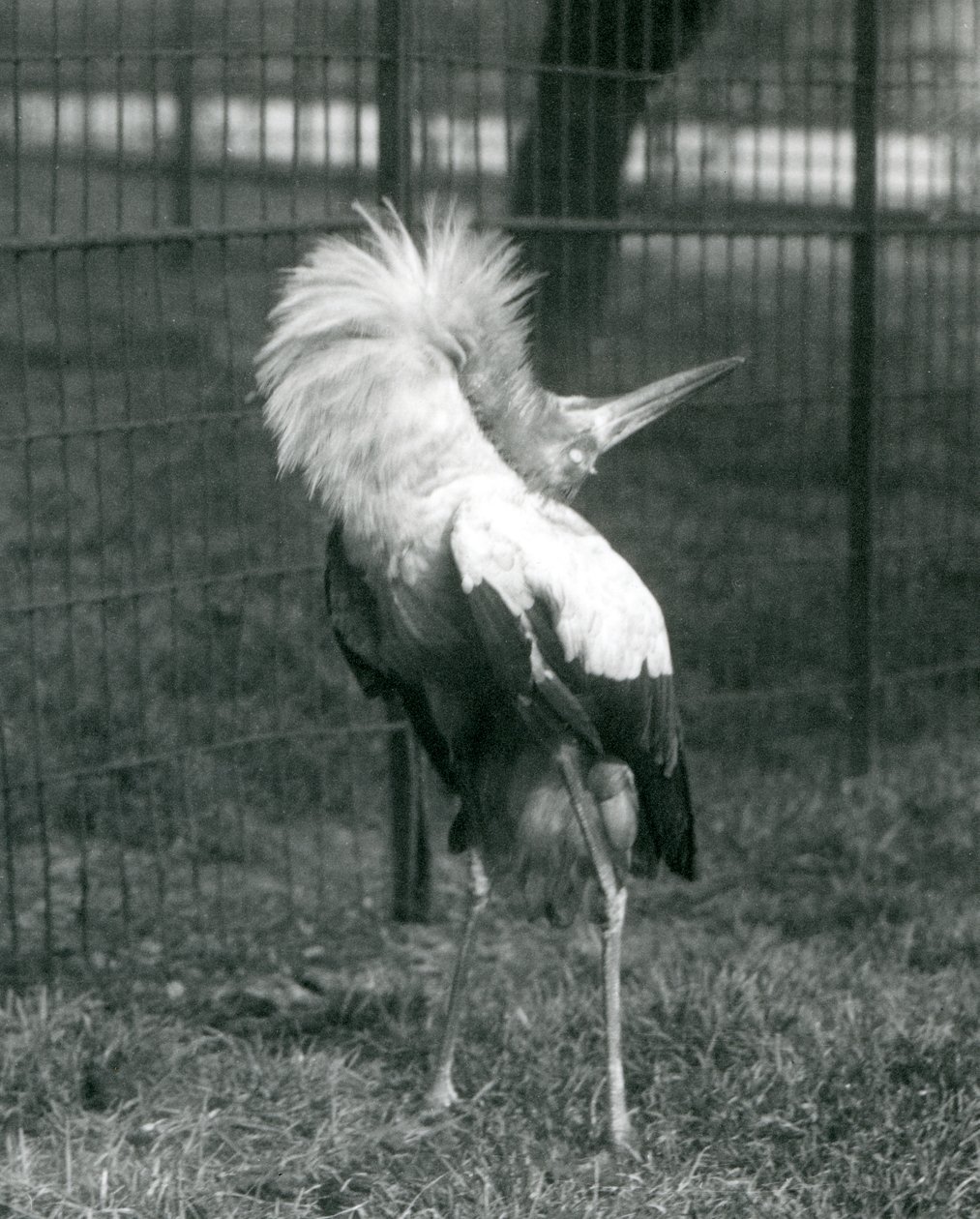 A Maguari Stork Performing the Up-Down Display, London Zoo, July 1925 by Frederick William Bond