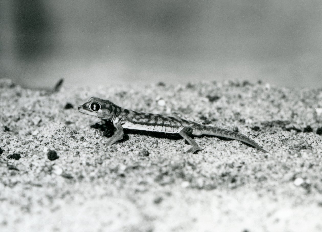 A Namib Sand Gecko/Web-footed Gecko Standing on Sand, London Zoo, September 1928 by Frederick William Bond
