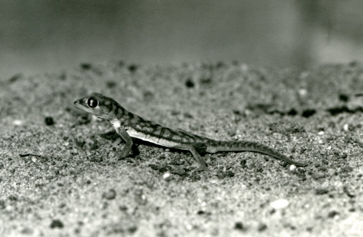 A Namib sand gecko/Web-footed gecko standing on sand, London Zoo by Frederick William Bond
