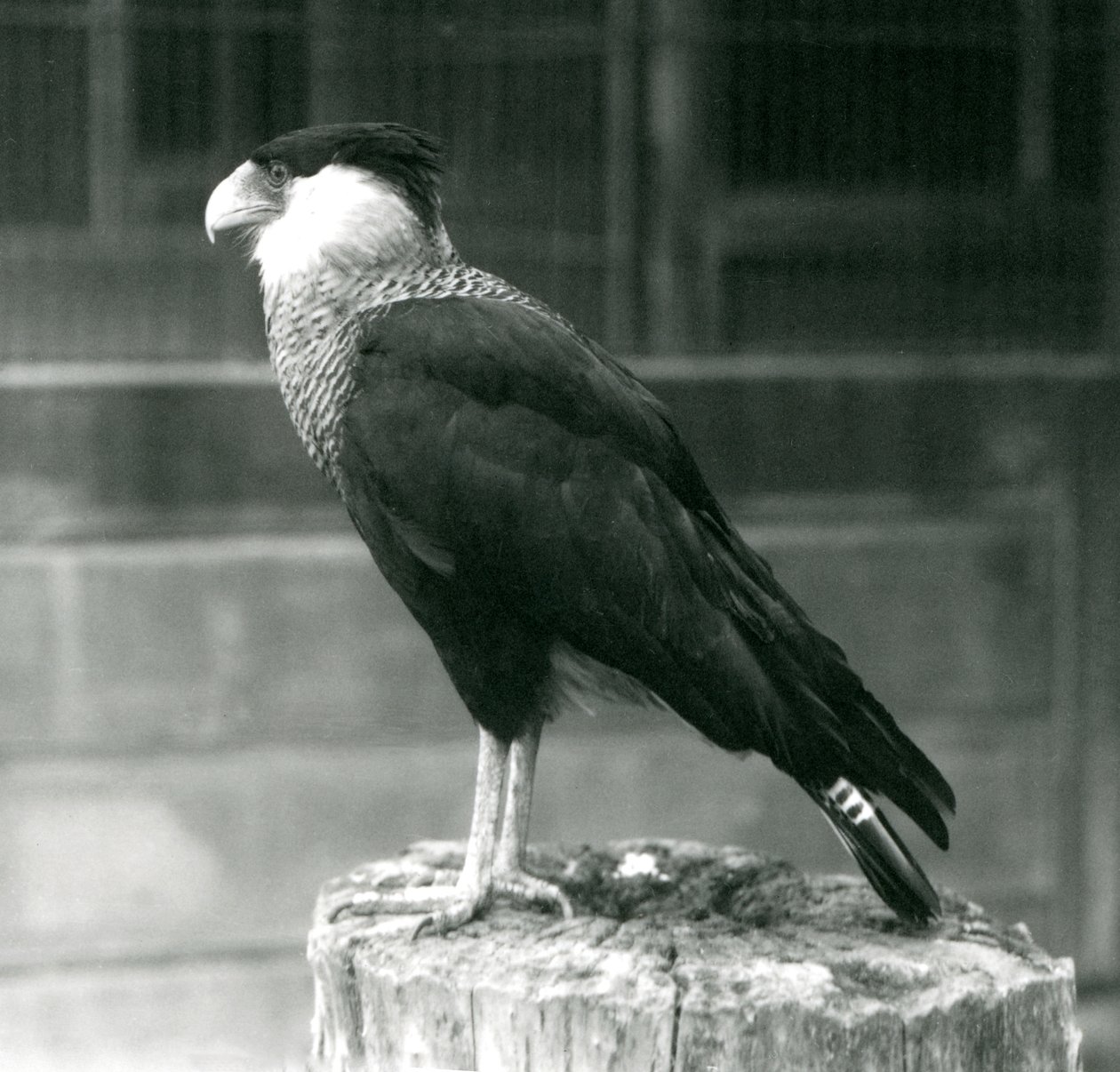 Northern Crested Caracara at London Zoo, September 1925 by Frederick William Bond