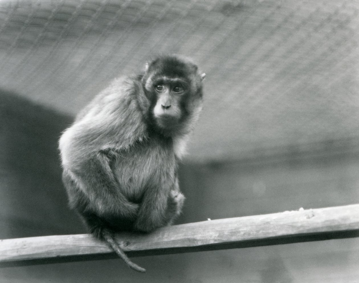 A Pig-tailed Macaque Sitting on a Perch in Its Enclosure at London Zoo by Frederick William Bond