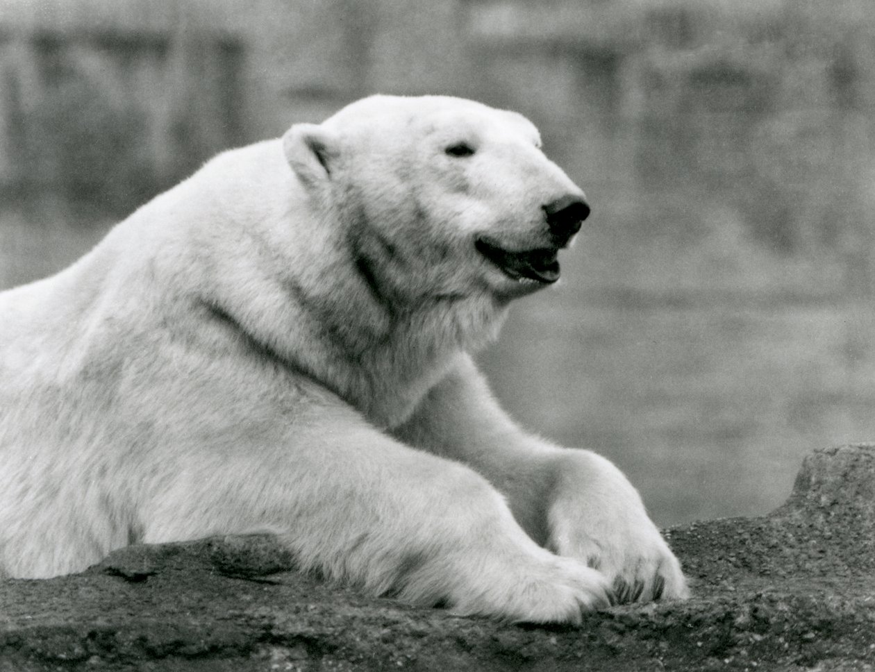 A Polar Bear Resting on a Rocky Ledge at London Zoo in 1931 by Frederick William Bond
