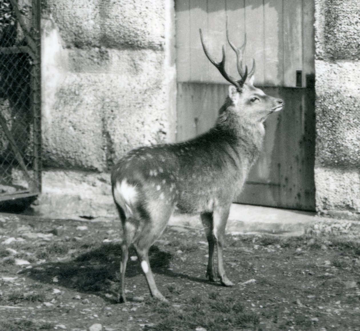 A Sika Spotted Stag Standing in His Enclosure, London Zoo (August 1927) by Frederick William Bond