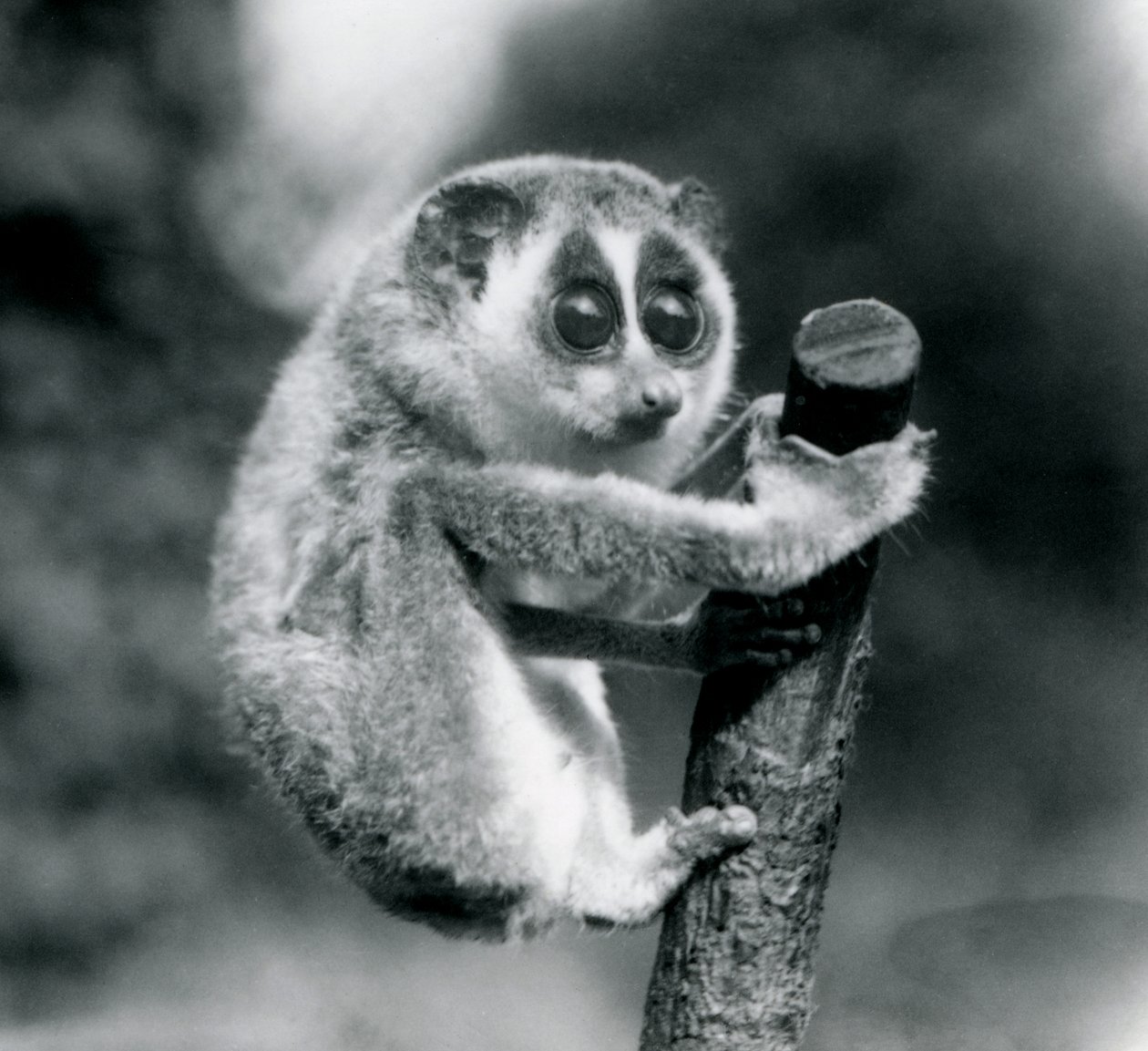A Slender Loris Holding on to the End of a Branch, London Zoo, August 1926