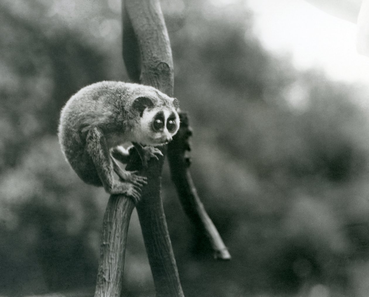 A Slender Loris looking down from on a branch, London Zoo, August 1926 by Frederick William Bond