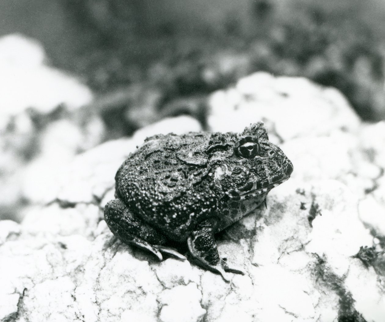 A South American Horned Frog sitting on a rock, London Zoo, August 1928 by Frederick William Bond