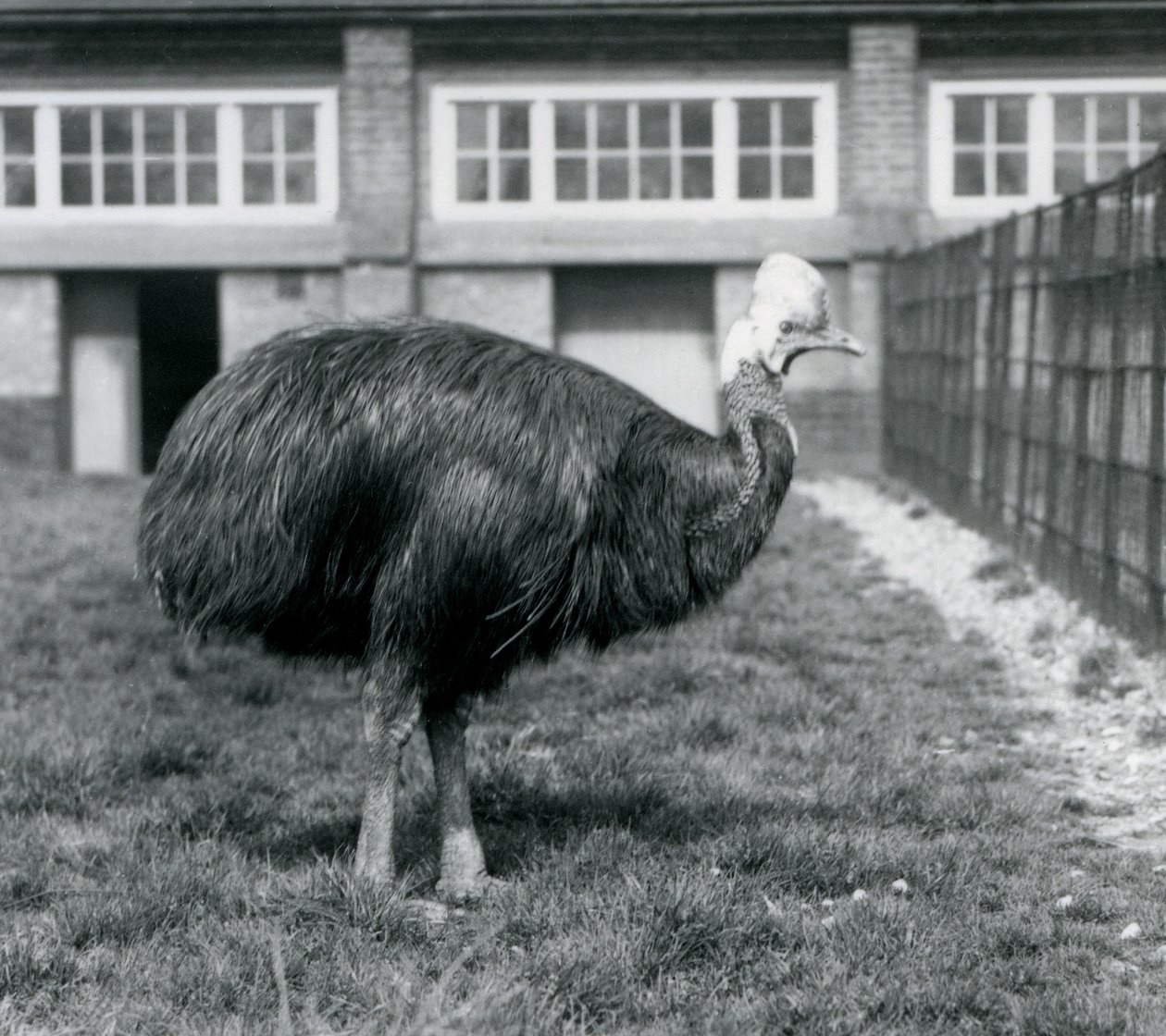 A Southern Cassowary at London Zoo in June 1925 by Frederick William Bond