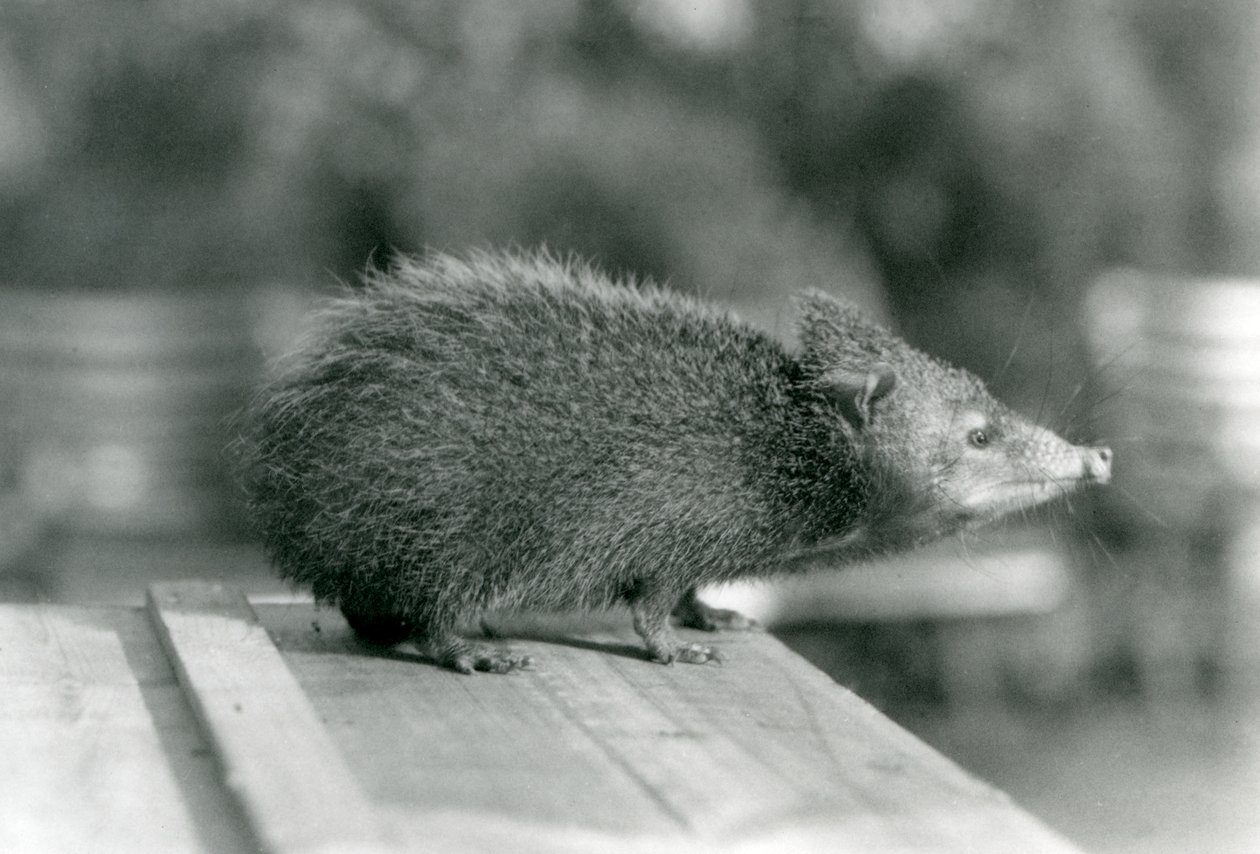 A Tenrec at London Zoo in 1929 by Frederick William Bond