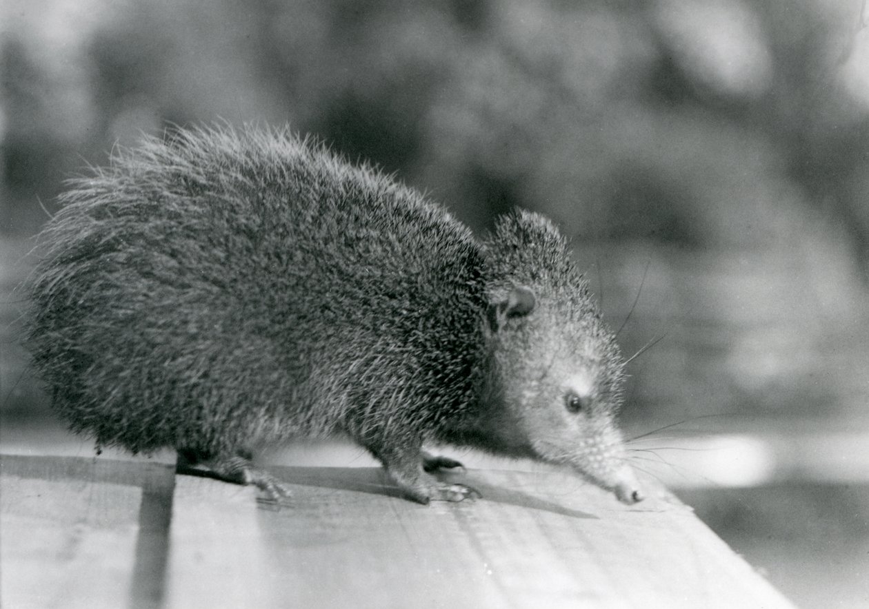 A Tenrec at London Zoo in 1929 by Frederick William Bond