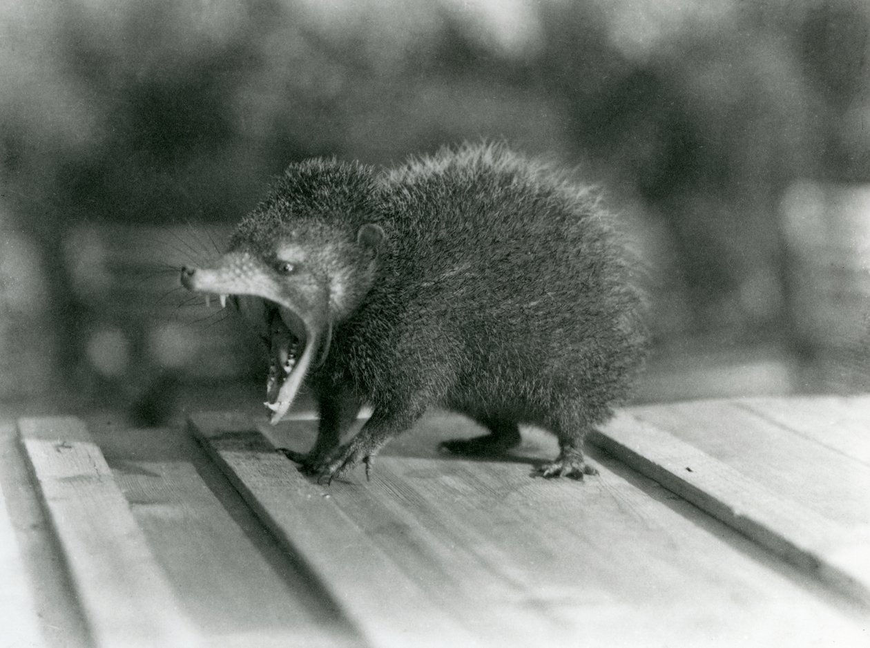 A Tenrec with its mouth open, showing its wide gape and sharp teeth, London Zoo by Frederick William Bond