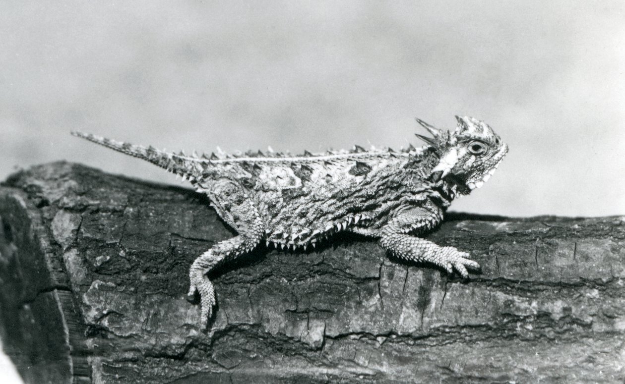 A Texas Horned Lizard/Horntoad/Horned Toad/Horny Toad Resting on a Log at London Zoo in August 1928 by Frederick William Bond