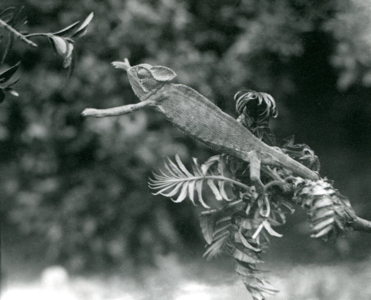 A Veiled or Yemen Chameleon Stands on One Leafy Branch and Reaches Out Towards Another, London Zoo, June 1924 by Frederick William Bond