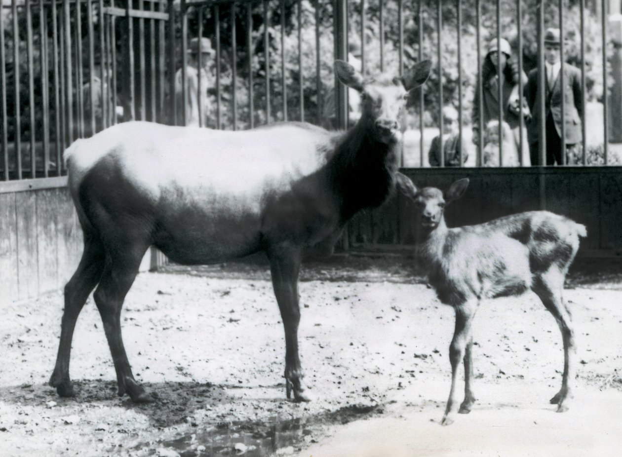 A Wapiti with her fawn in their paddock with visitors looking on through bars, London Zoo by Frederick William Bond