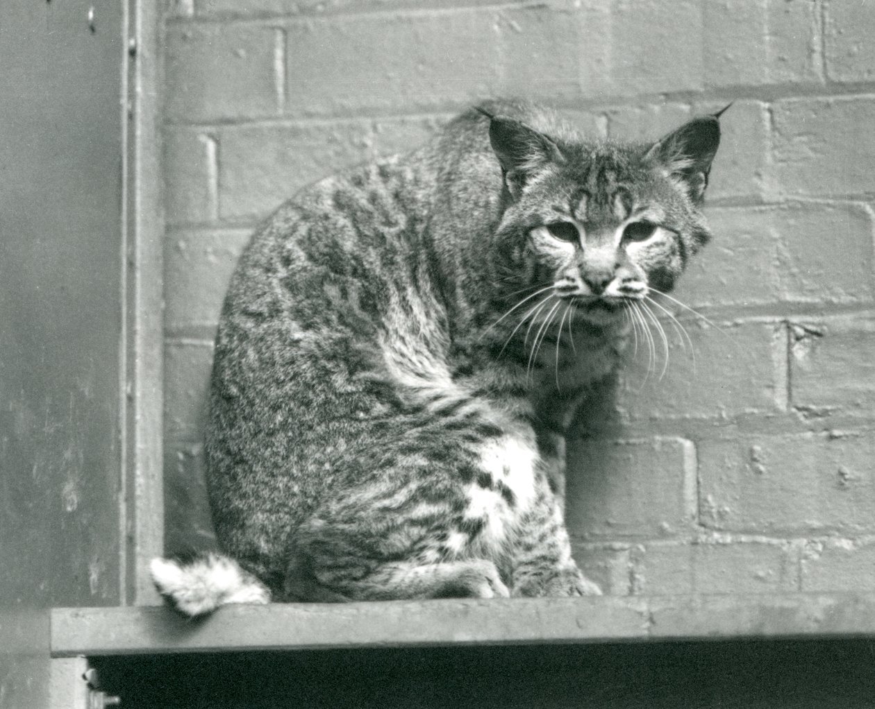 Bay Lynx at London Zoo, March 1925 by Frederick William Bond