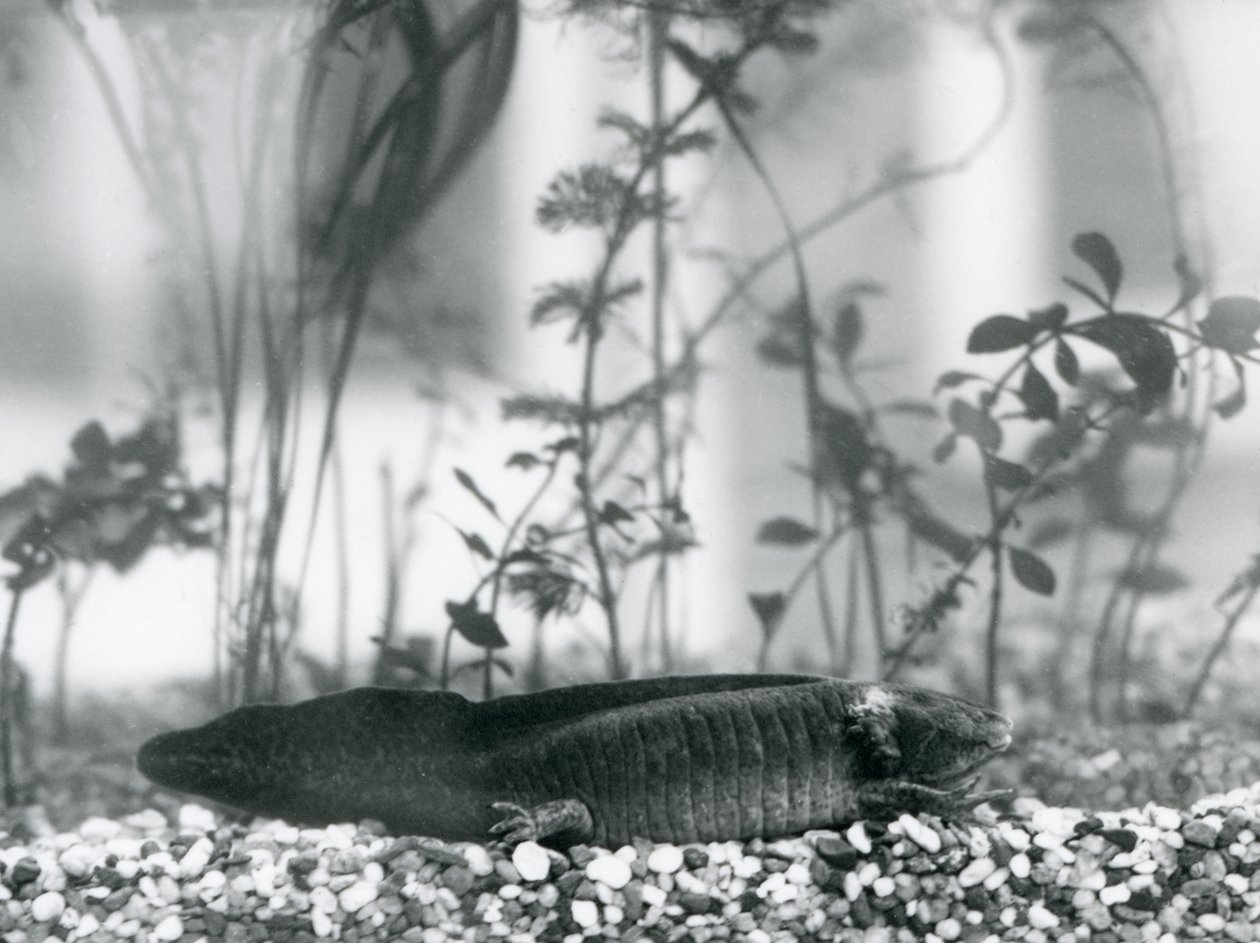 A black Axolotl/Mexican Salamander resting on gravel on the floor of a tank at London Zoo in 1928 by Frederick William Bond