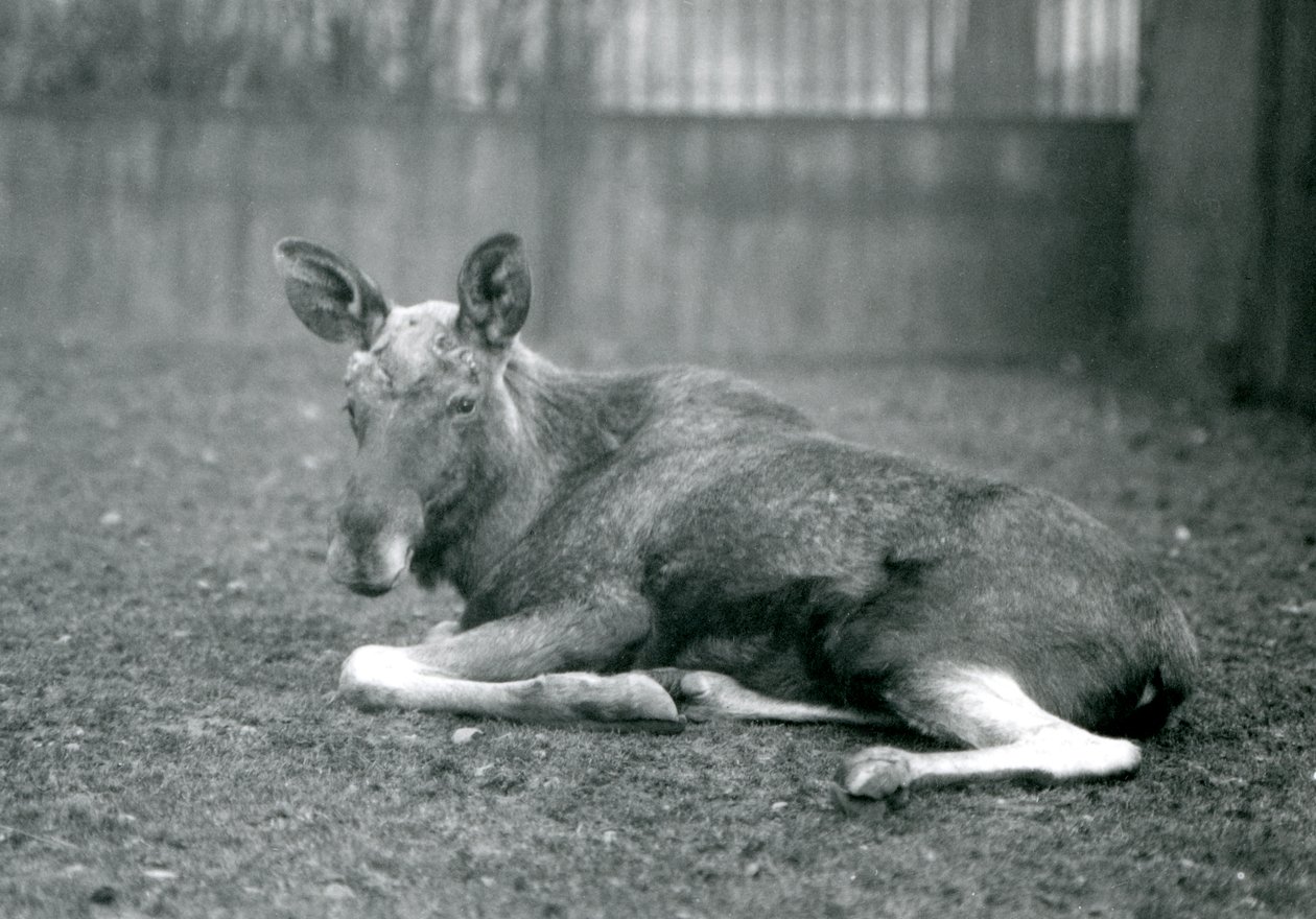 A bull Elk Moose, showing the scars of his recently shed antlers, lying down at London Zoo, January 1926 by Frederick William Bond