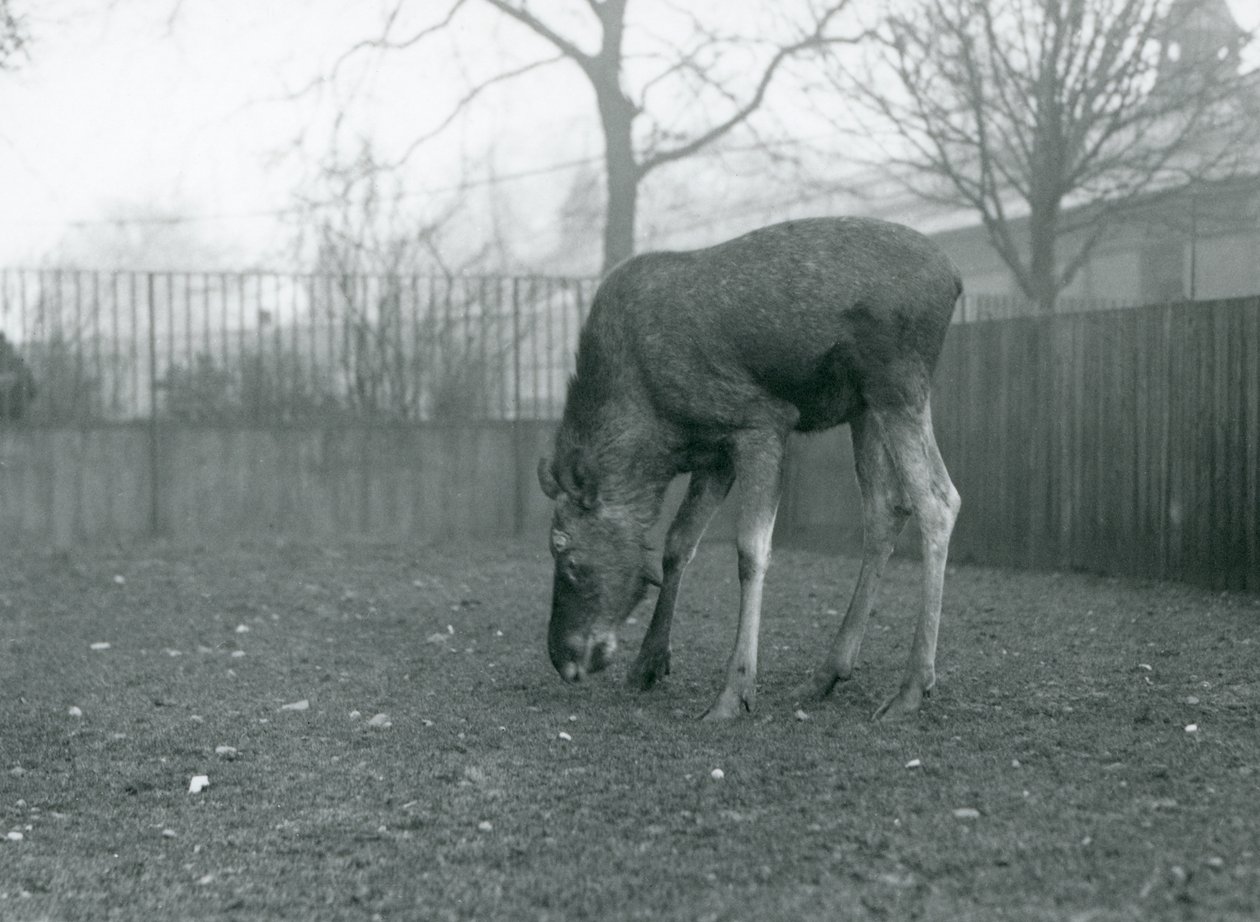 A Bull Elk Stands in His Paddock and Reaches Down Towards the Grass, London Zoo, January 1926 by Frederick William Bond